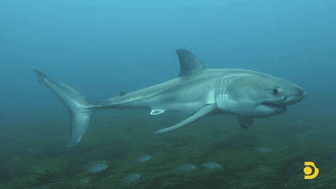 Shark Tank: Negociando com Tubarões Temporada 8 - streaming